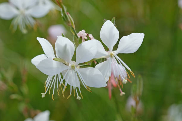Gaura 'Nova'