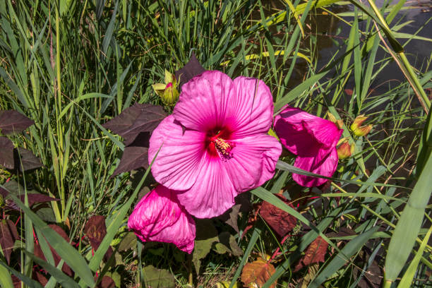 Hibiscus des marais 'Pink passion'