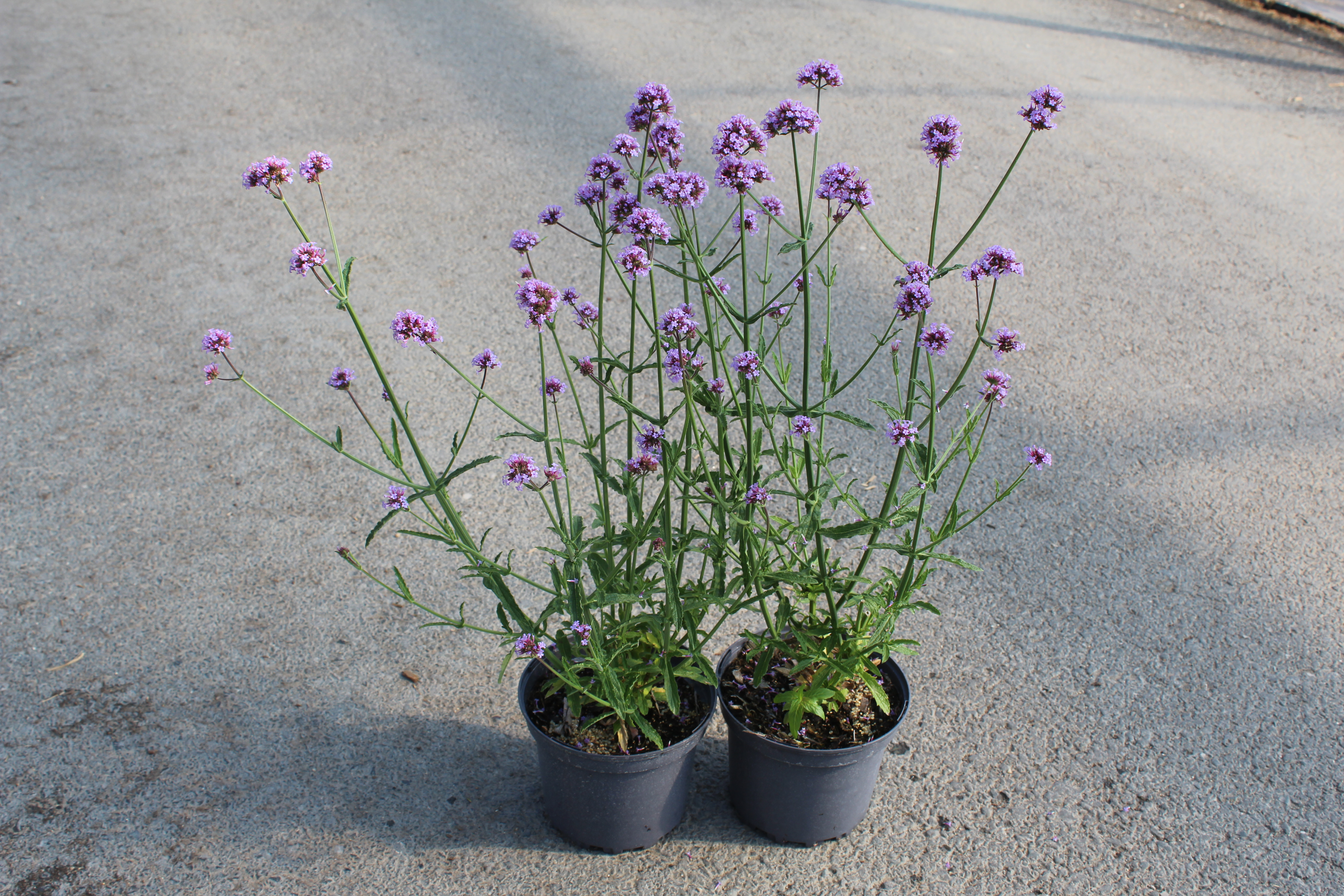 Verveine de buenos-aires 'Purple tower'