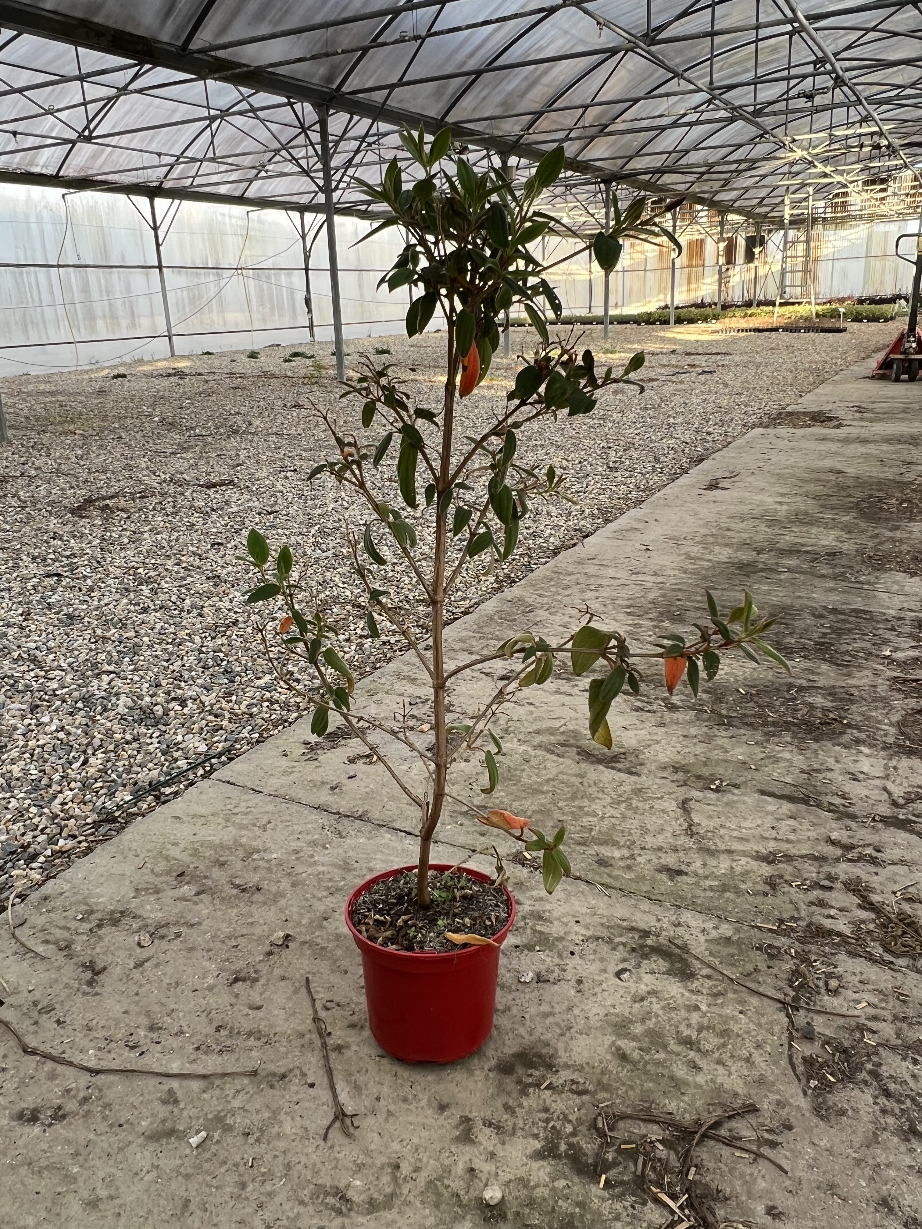Tibouchine 'Blue moon'