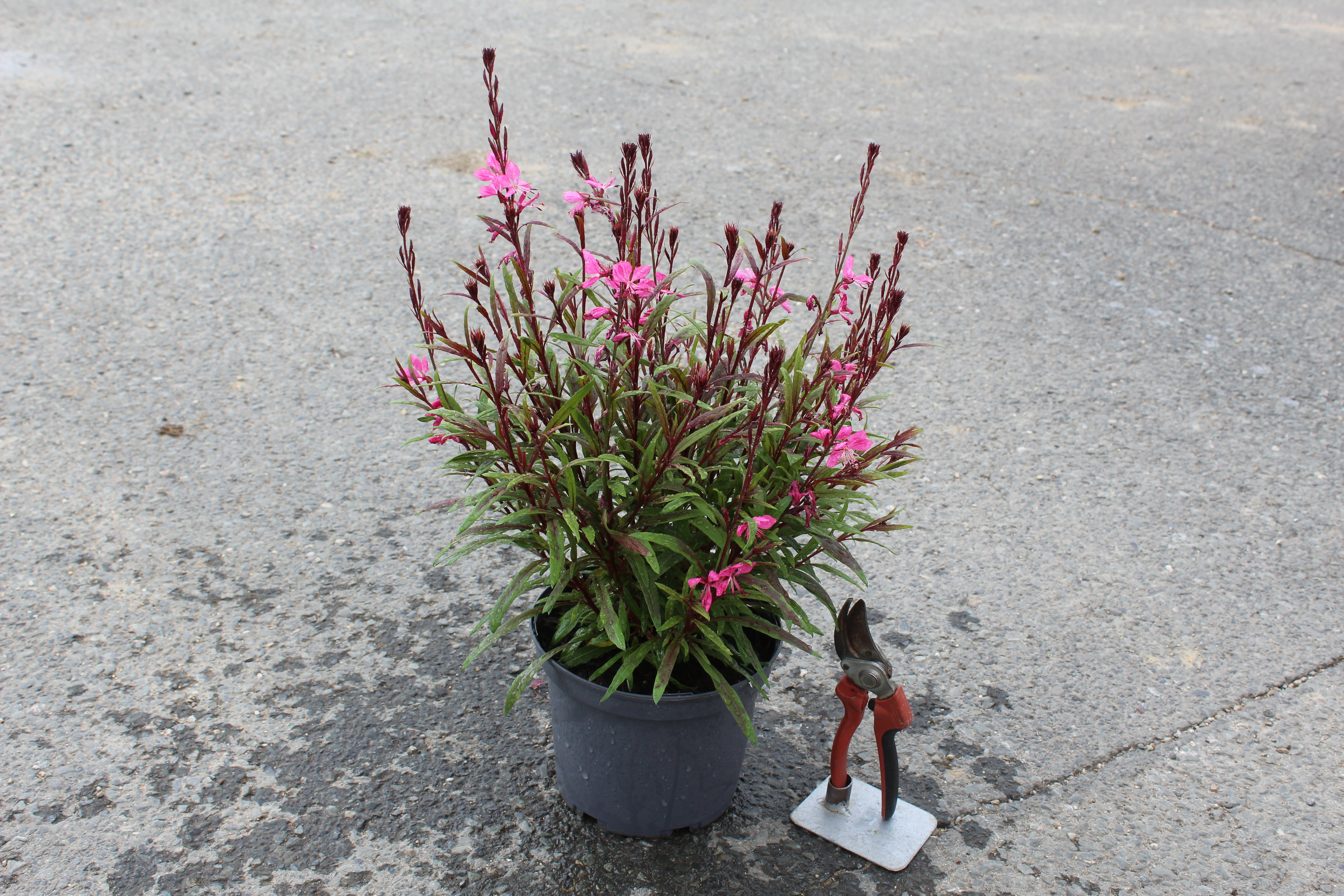 Gaura 'Steffi dark rose'