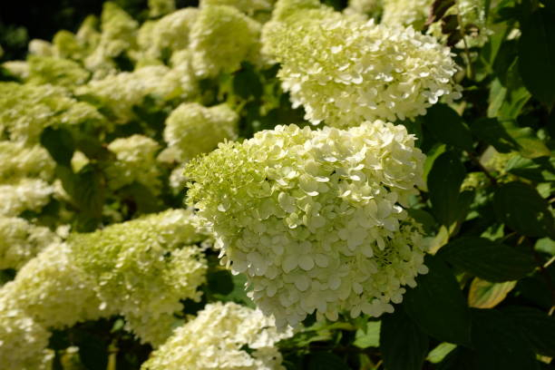 Hortensia paniculé 'Little lime'