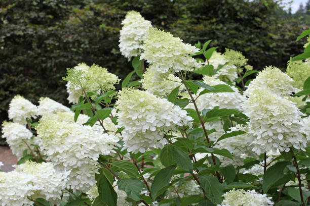 Hortensia paniculé 'Limelight'