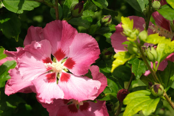 Althéa 'Woodbridge rge clair'