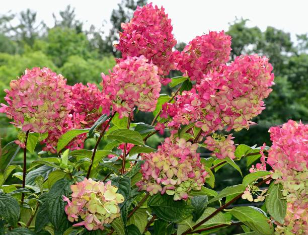 Hortensia paniculé 'Framboisine'