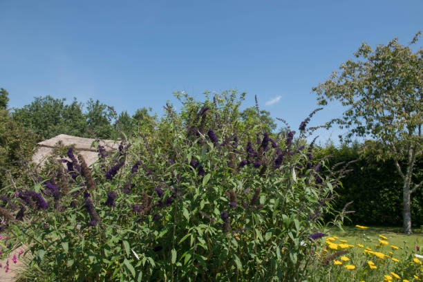 Arbre aux papillons Black Knight