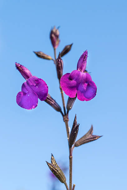 Sauge 'Amethyst lips'