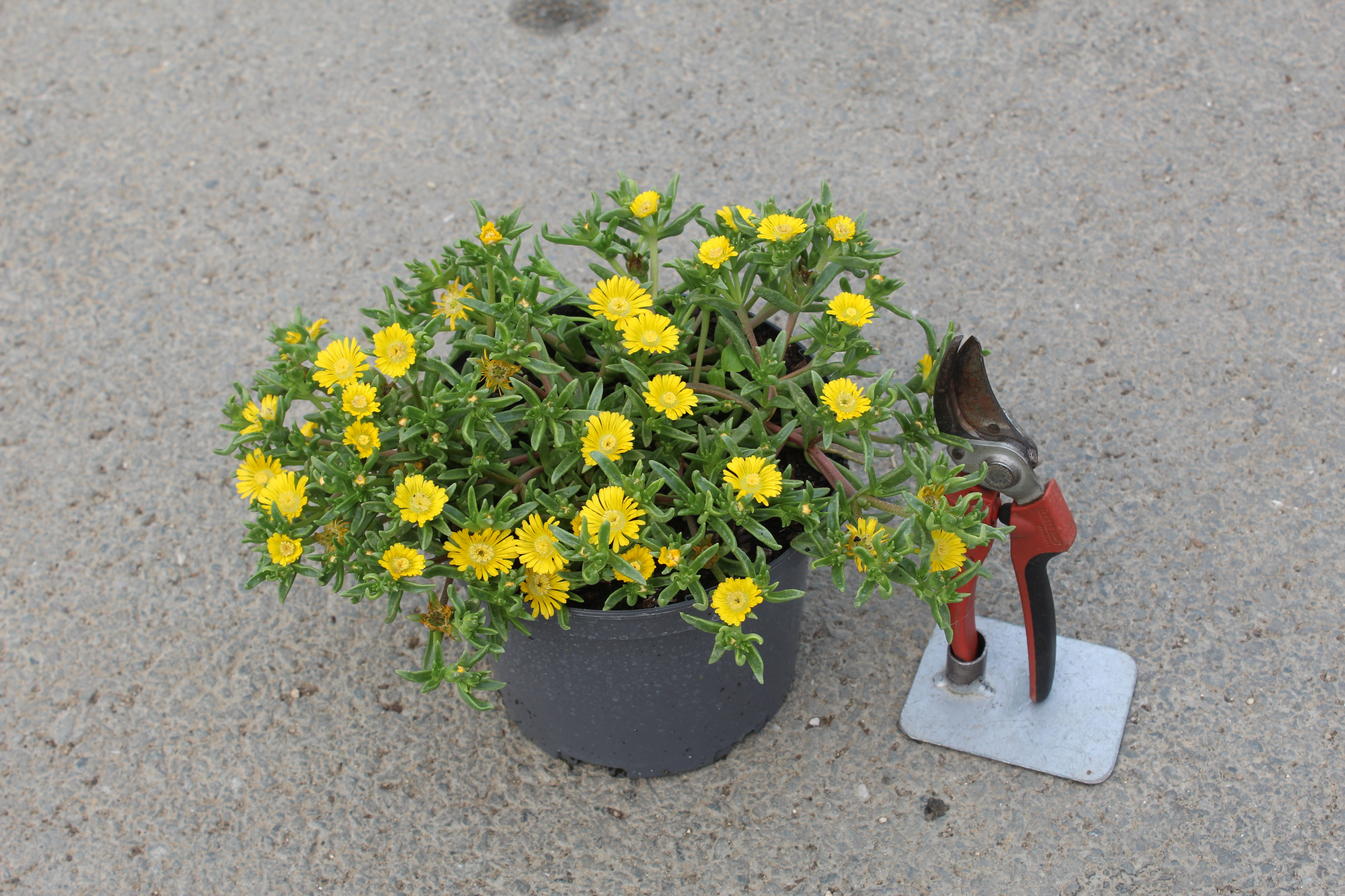 Pourpier vivace 'Golden wonder'