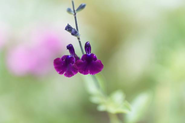 Sauge de graham 'Violette de loire'