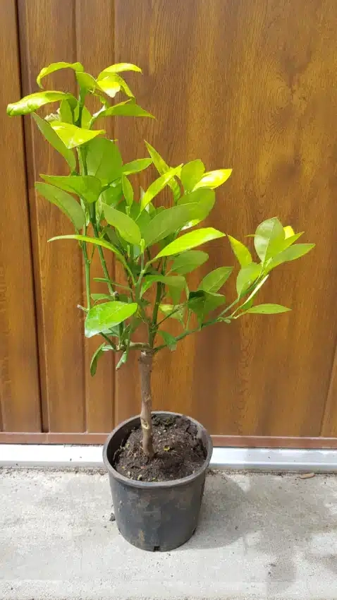 Pomelos 'Jaune'