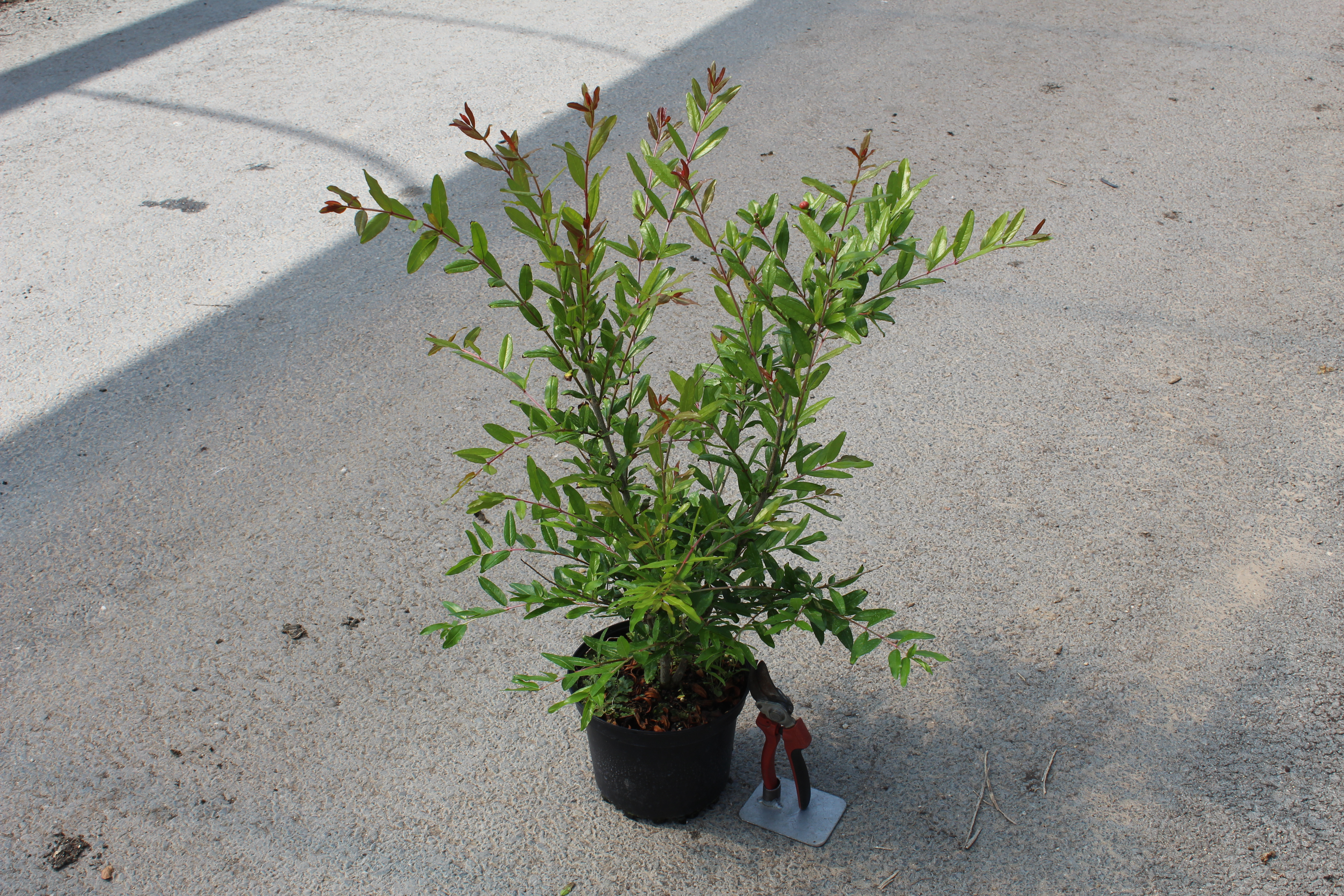 Grenadier 'Maxima rubra'