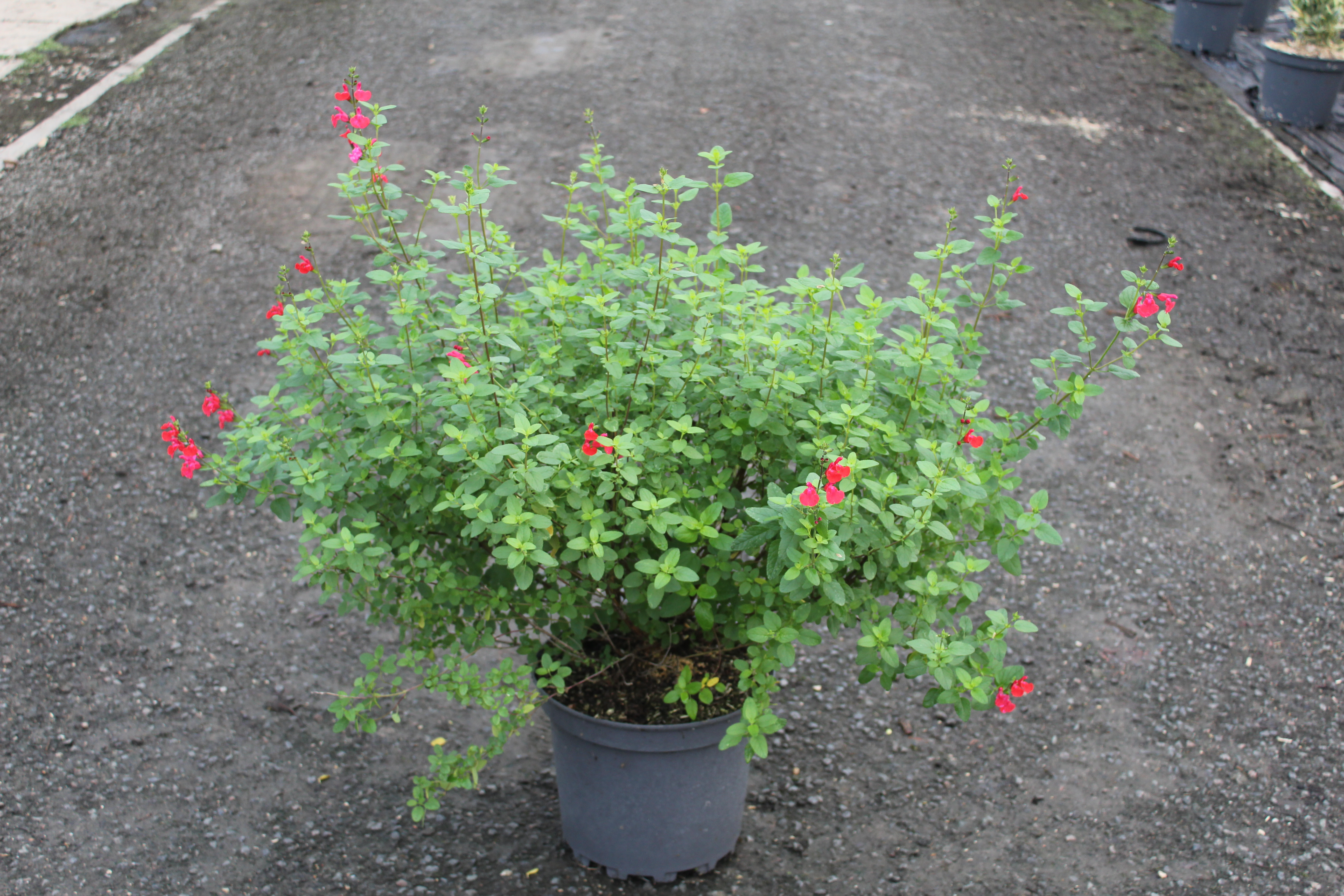 Sauge de graham 'Grahamii'