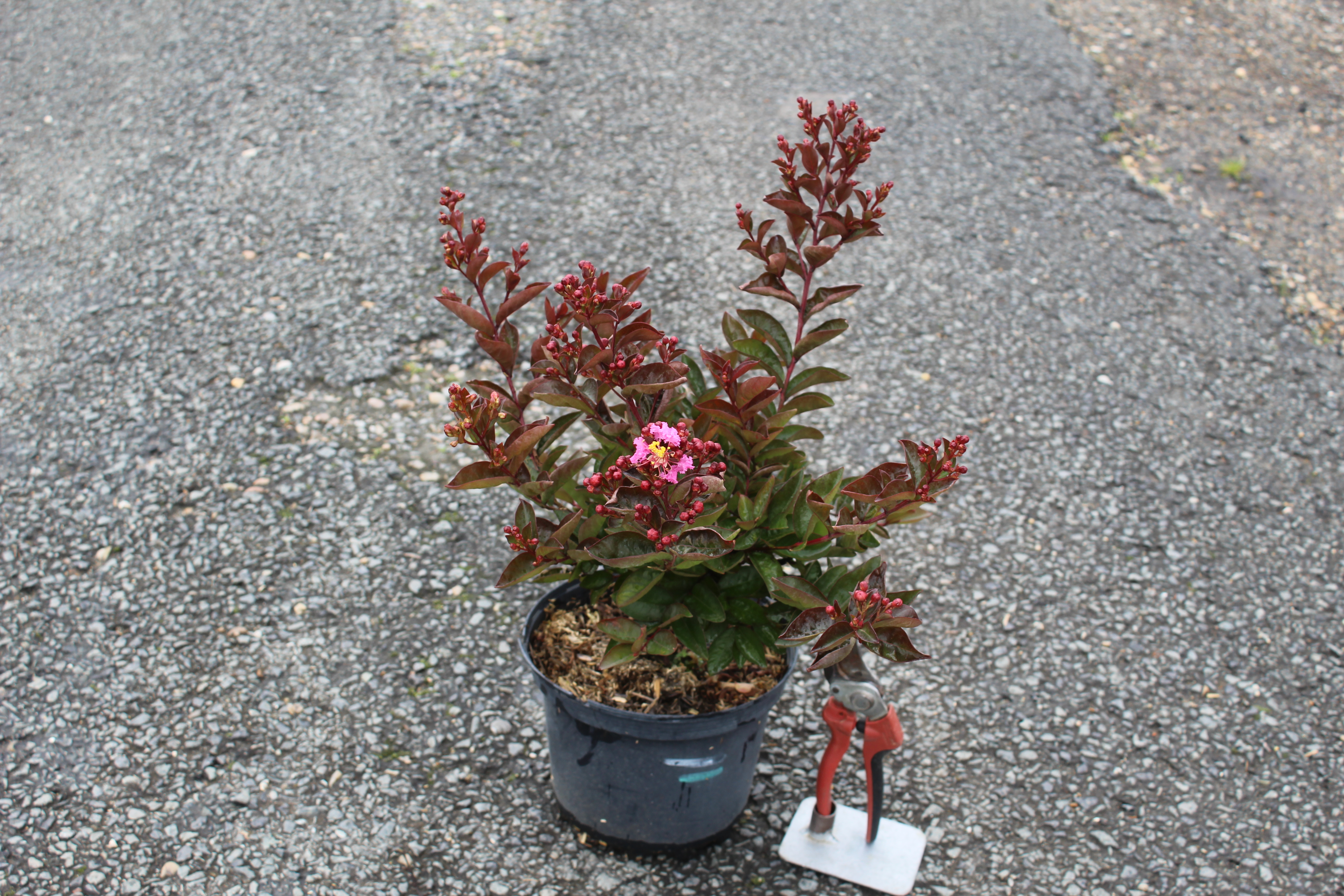 Lilas des indes 'Enduring pink'