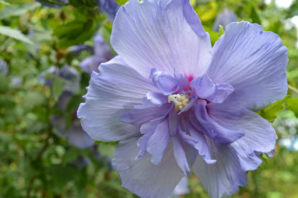 Althéa 'Blue chiffon'