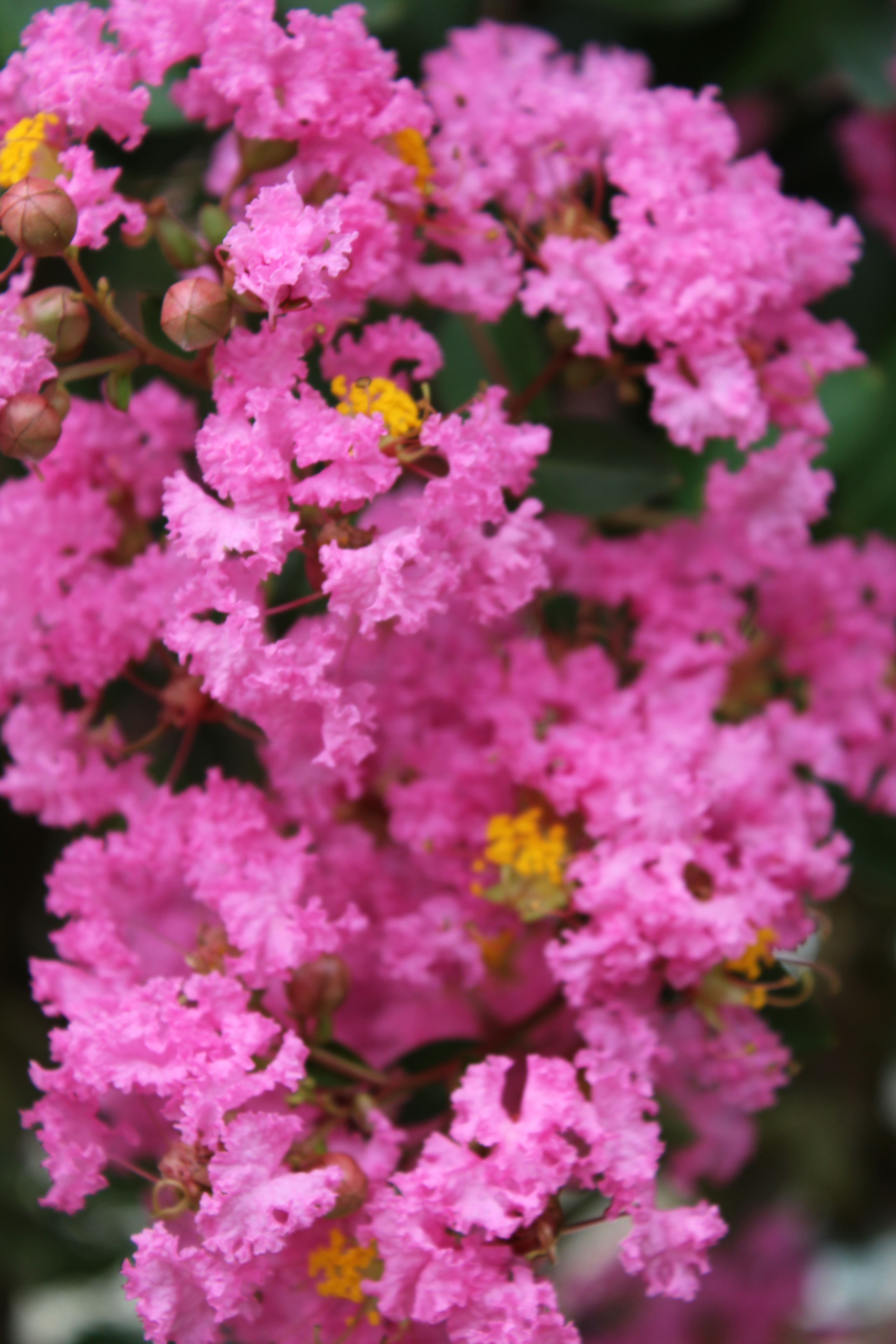 Lilas des indes 'Jacqueline desmartis'