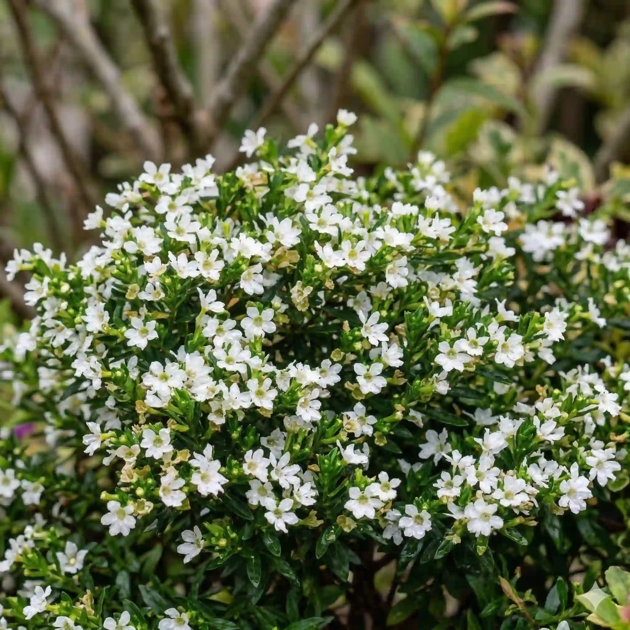 Cuphea 'White''