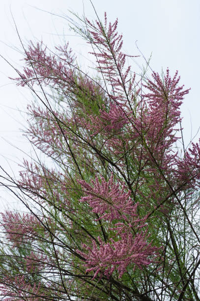 Tamaris d'été