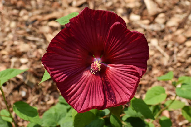 Hibiscus des marais 'Red wine'