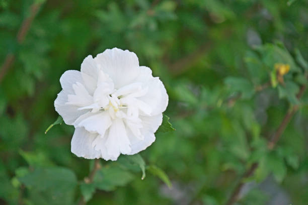 Althéa 'White chiffon'