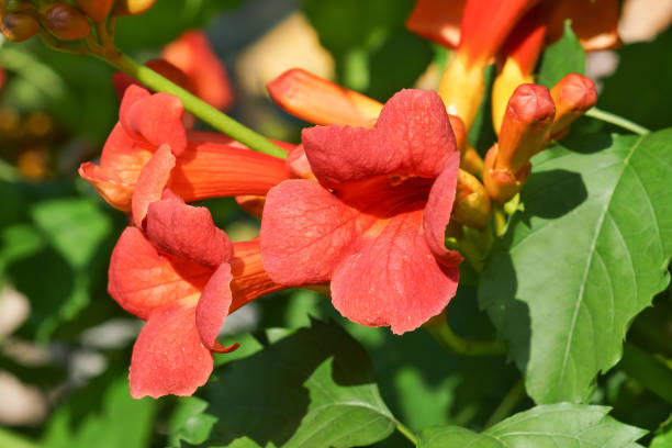 Bignone 'Indian summer'