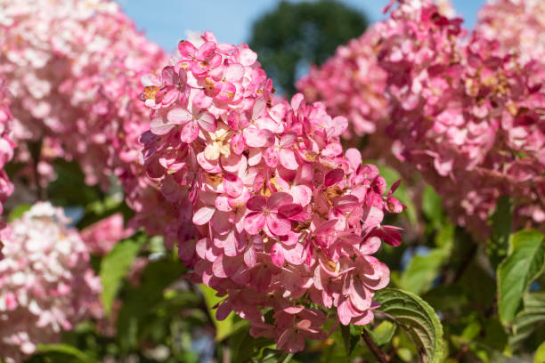 Hortensia paniculé 'Diamant rouge'