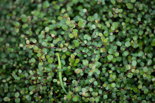 Muehlenbeckie 'Sealand compact'