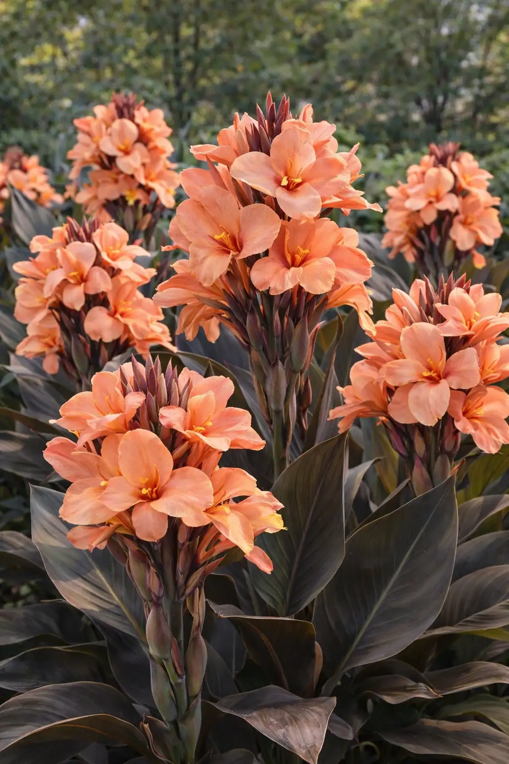 Canna 'Bronze peach'