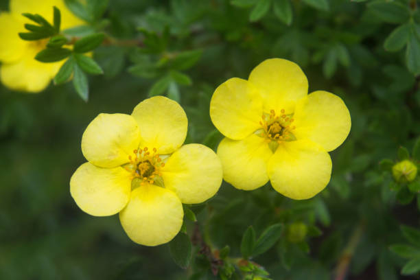 Potentille 'Double punch gold'