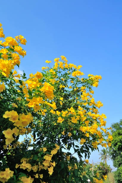 Bignone 'Gold trumpet creeper'