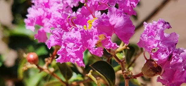 Lilas des indes 'Petite pink'