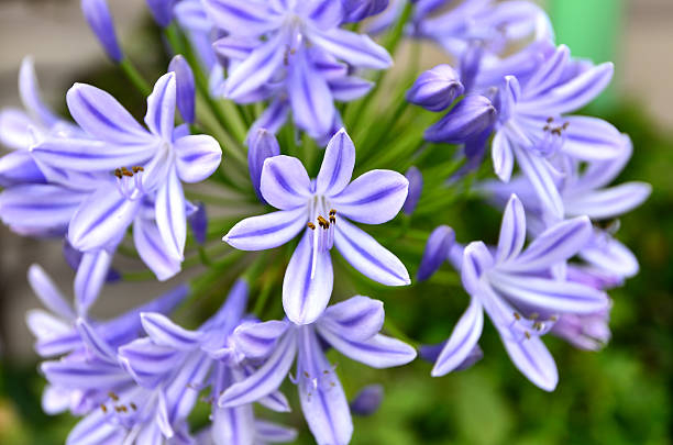 Agapanthe 'Poppin star'