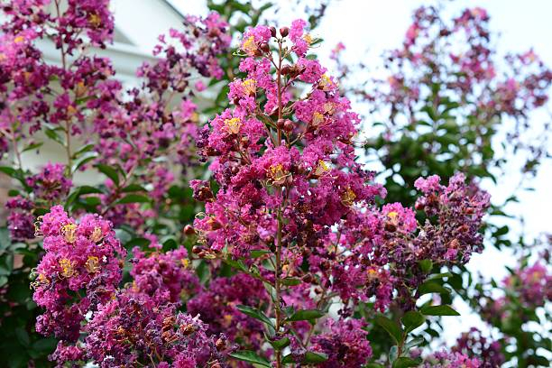 Lilas des indes 'Plum magic'