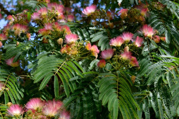 Arbre à soie Ombrella boubri