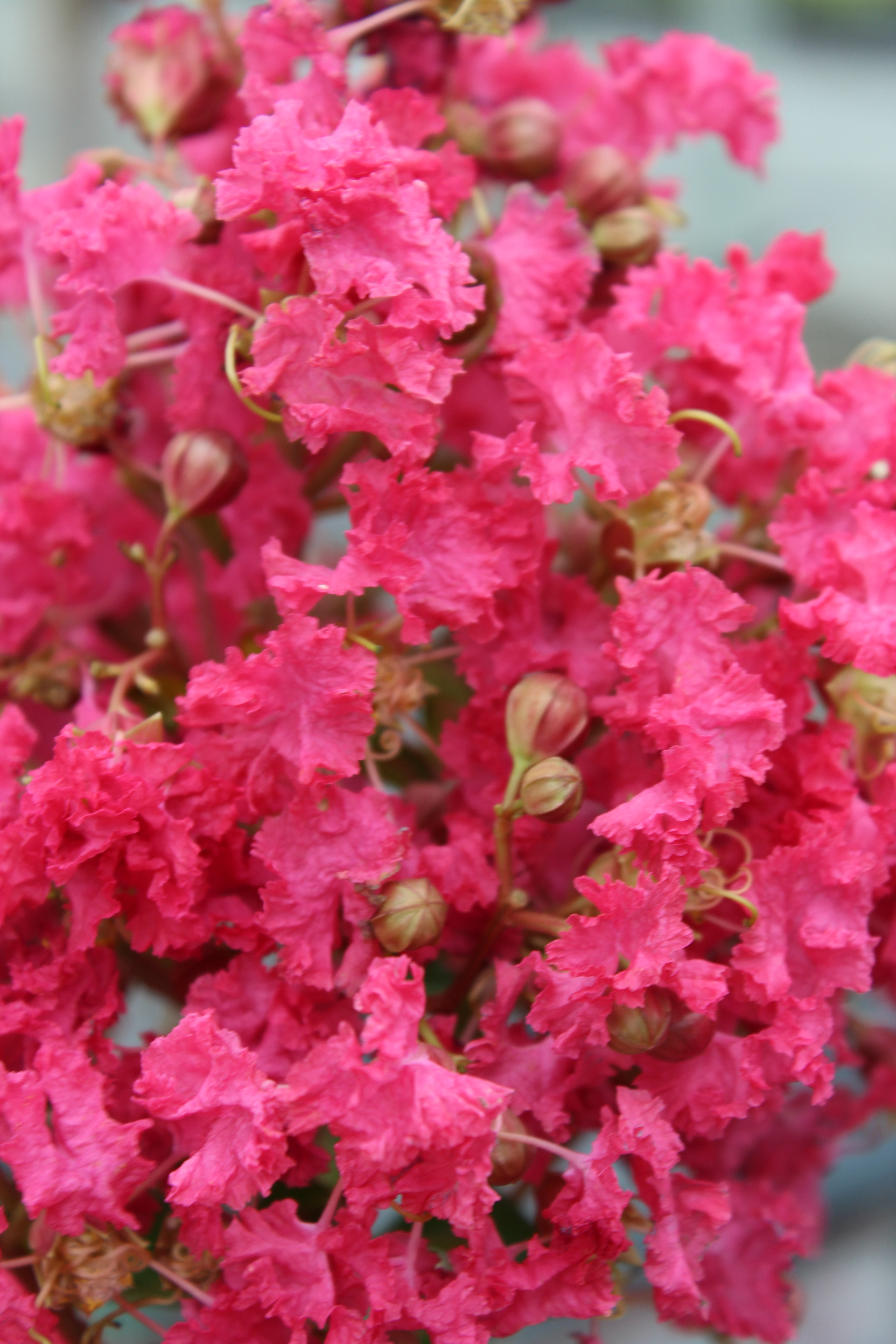 Lilas des indes 'Margaux'