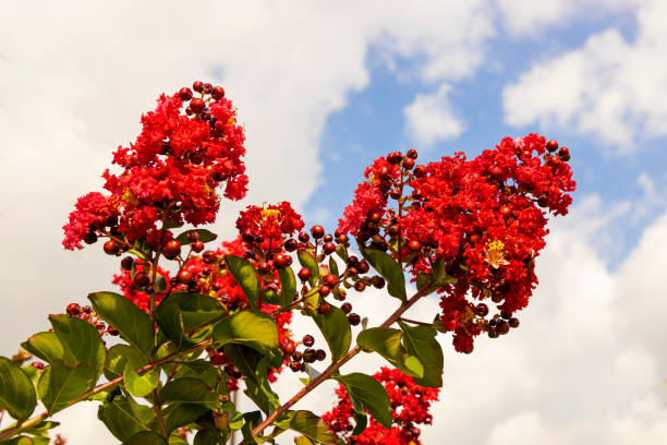Lilas des indes 'Petite red'