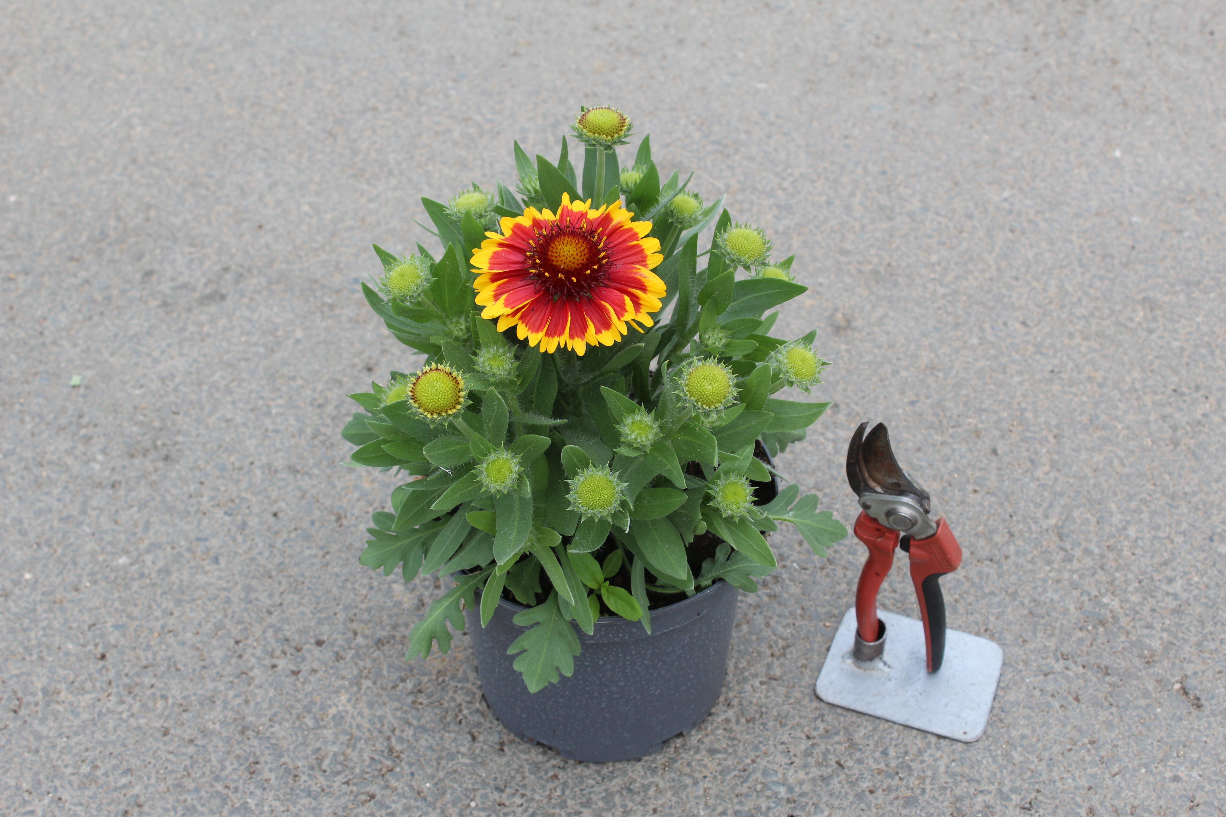 Gaillarde 'Sun'