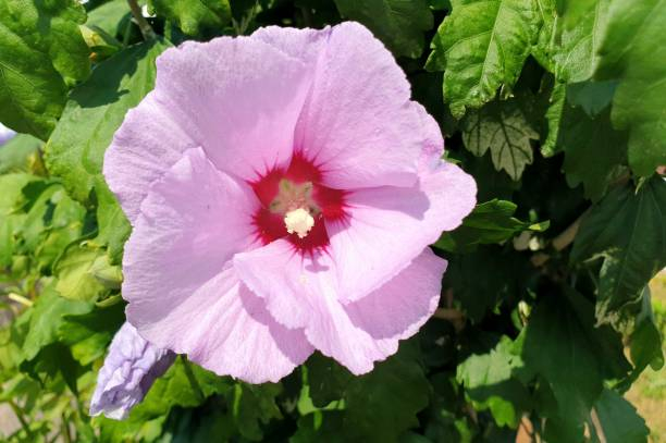 Althéa 'Hamabo rose tendre'