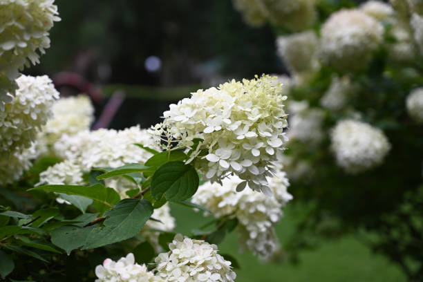 Hortensia paniculé 'Phantom'