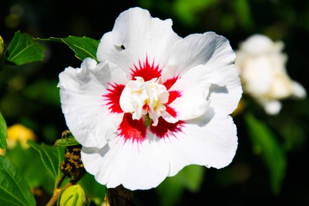 Althéa 'Red heart blanc'