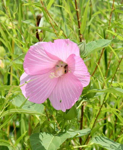 Hibiscus des marais 'Rosea'