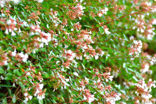 Abelia à grandes fleurs