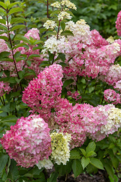 Hortensia paniculé 'Fraise melba'