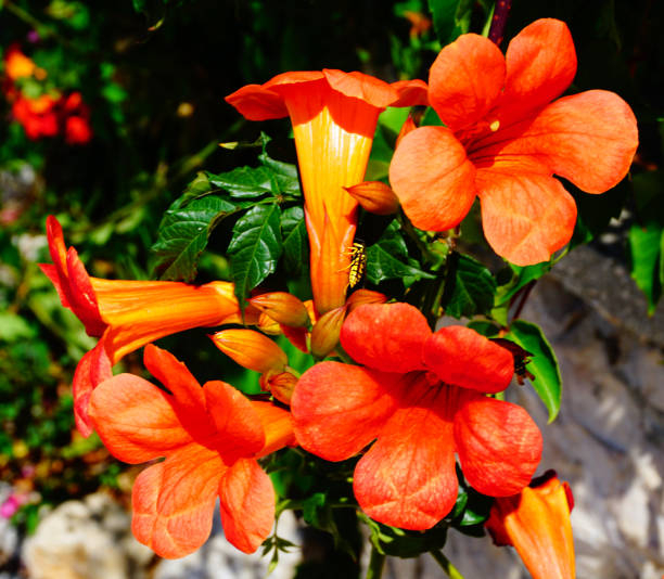 Bignone 'Fire trumpet vine'