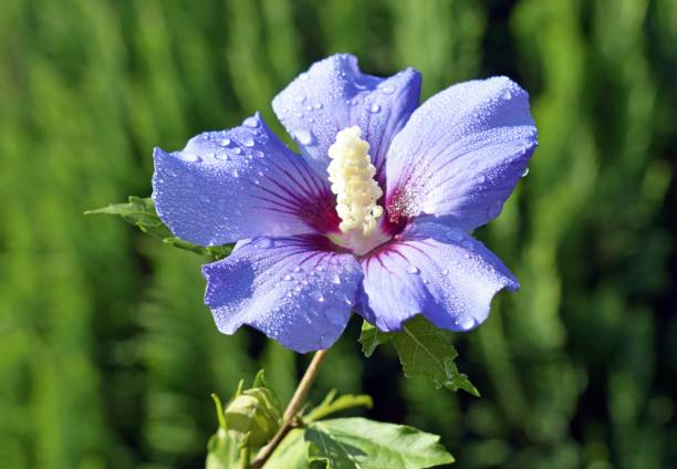 Althéa 'Oiseau bleu'