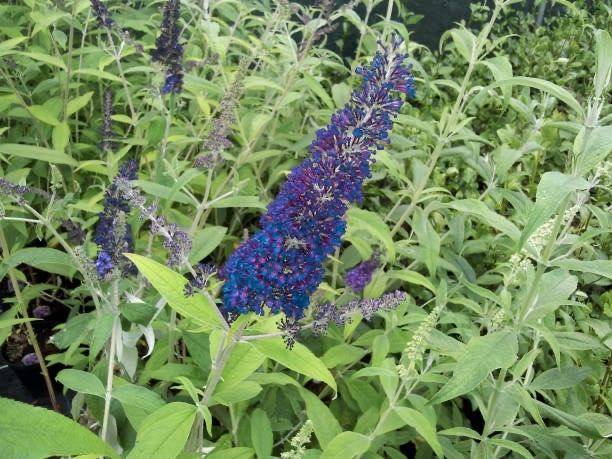 Arbre aux papillons 'bleu empereur'