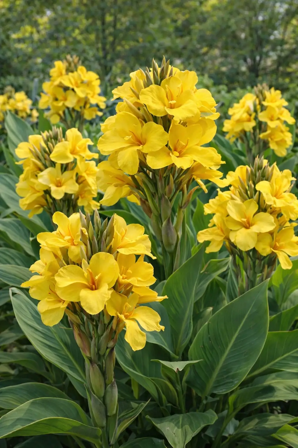 Canna 'Yellow''