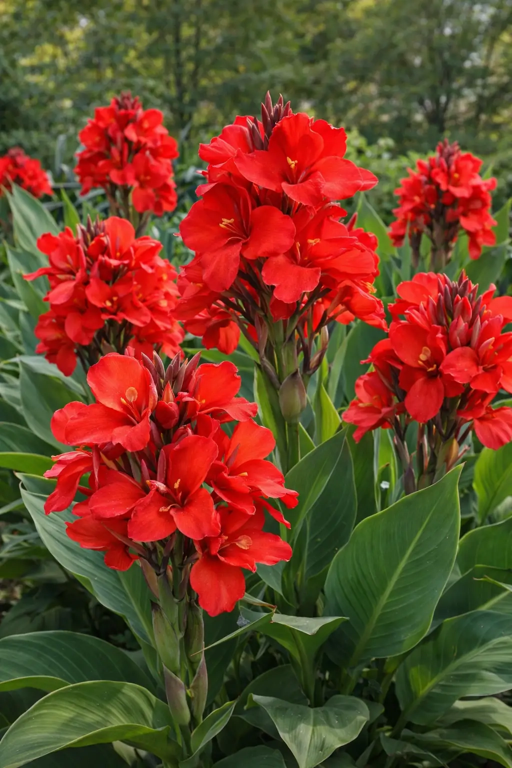Canna 'Scarlet rouge'