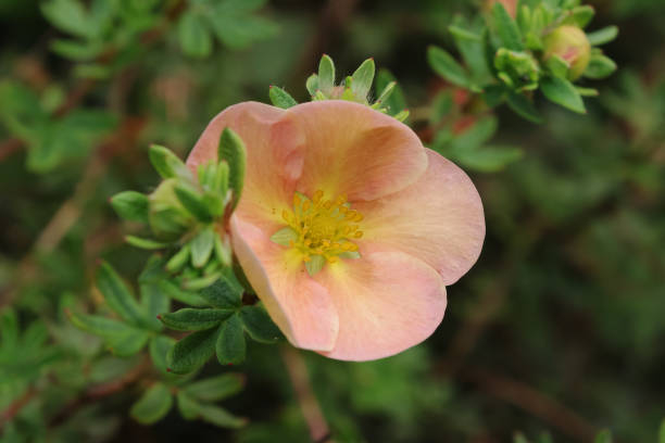 Potentille 'Double punch peach'