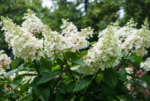Hortensia paniculé 'Unique'