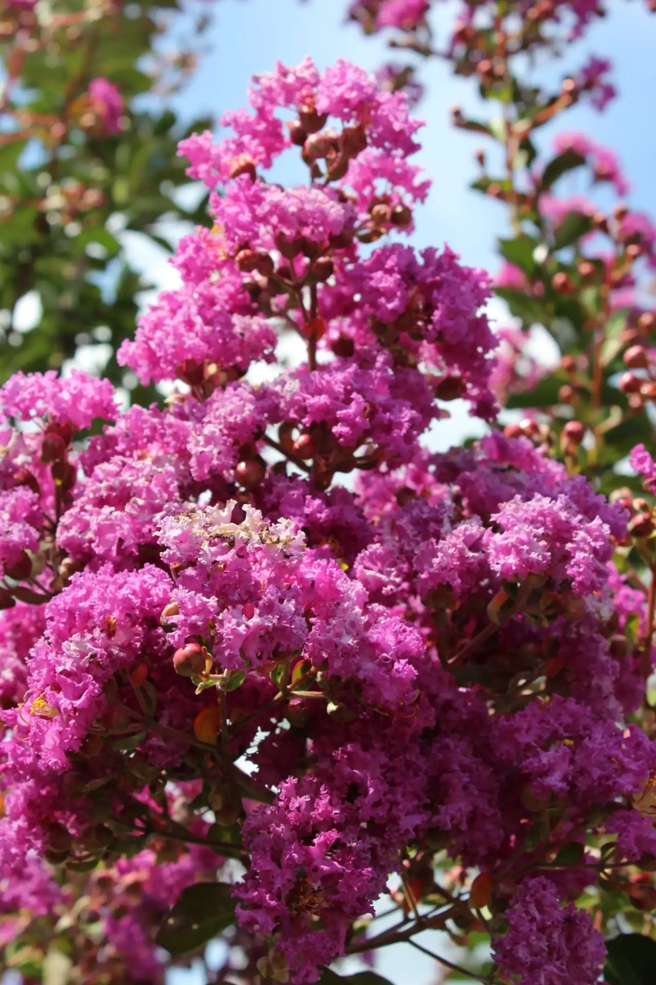 Lilas des indes 'Petit canaille mauve'